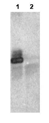 a10595 rnf25 primary antibodies ip testing 2
