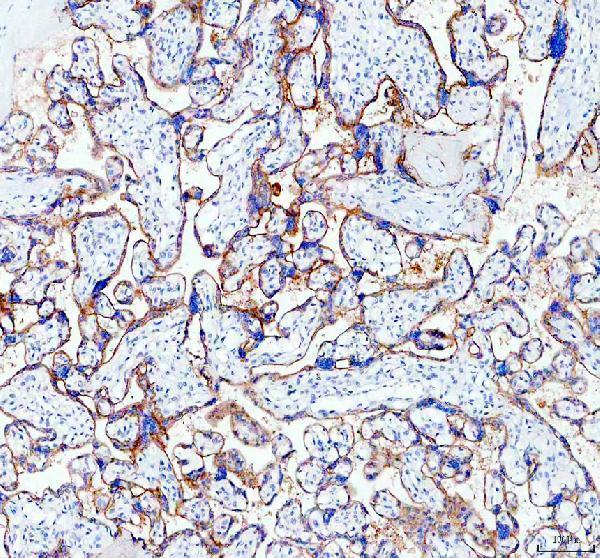 IHC analysis of SIGLEC6 using anti-SIGLEC6 antibody (A10598-3)