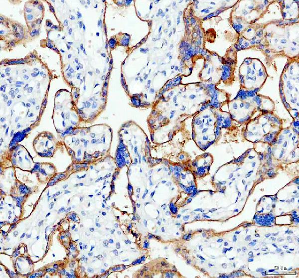 IHC analysis of SIGLEC6 using anti-SIGLEC6 antibody (A10598-3)