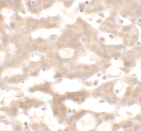 a10601 vnn3 primary antibodies ihc testing 2