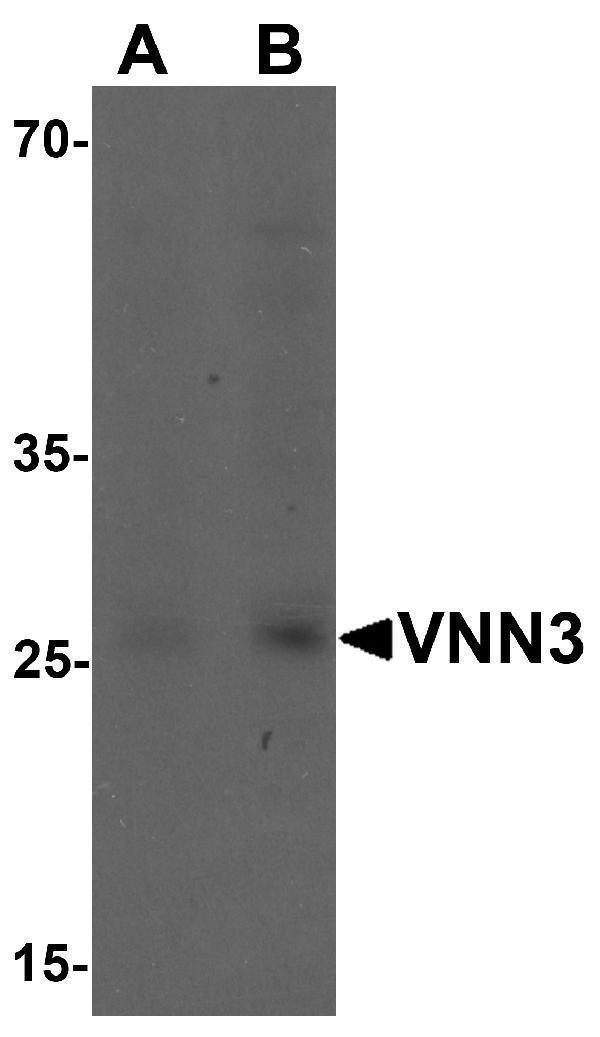 a10601 vnn3 primary antibodies wb testing 1