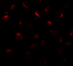 Immunofluorescence of PPR5L in3T3 cells with PPR5L antibody at 20 μg/mL