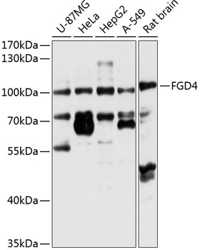 a10604 fgd4 primary antiboties wb testing 1