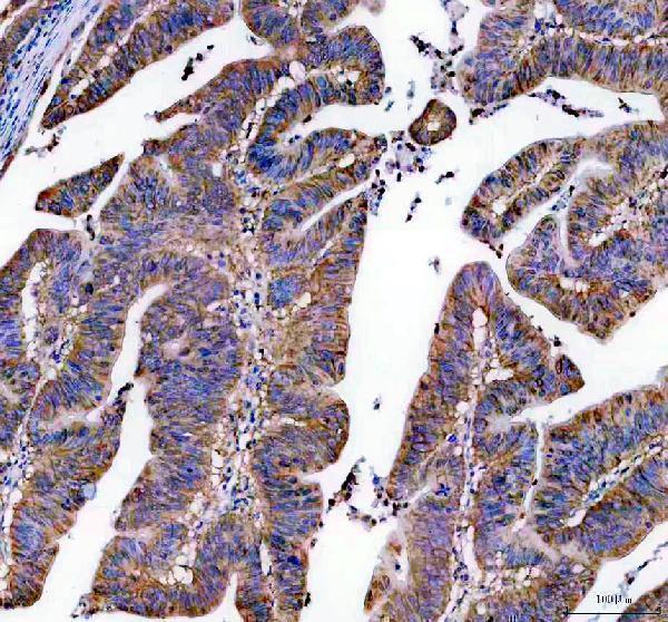 a10613 farsa primary antibodies ihc testing 1