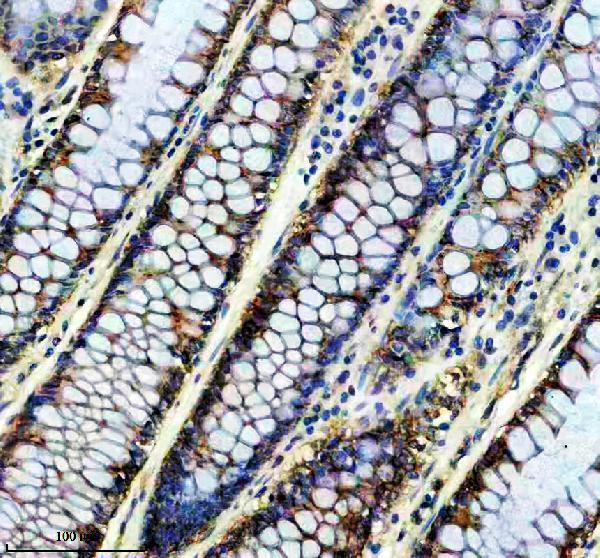 a10613 farsa primary antibodies ihc testing 2