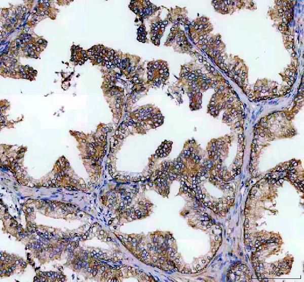 a10613 farsa primary antibodies ihc testing 3