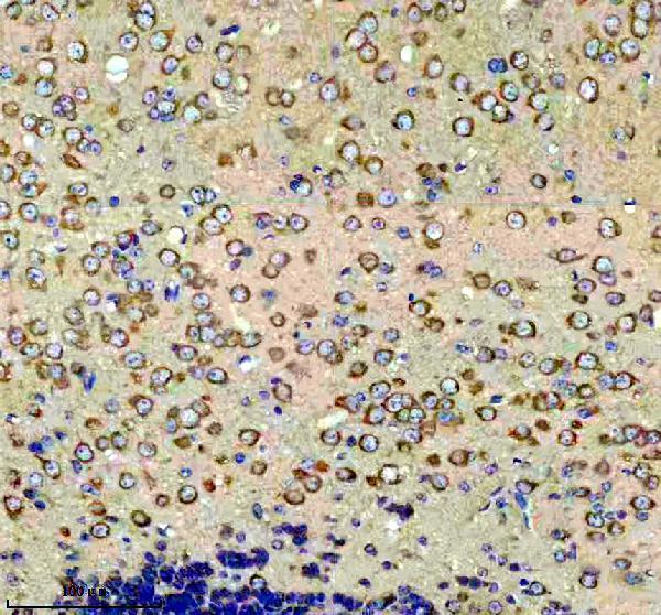 a10613 farsa primary antibodies ihc testing 4