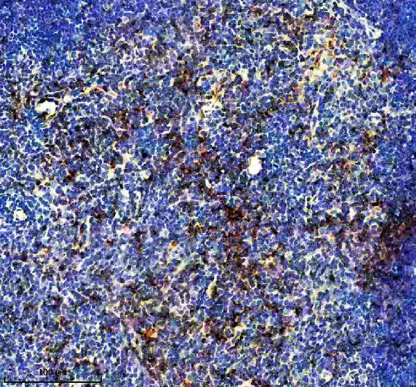 a10613 farsa primary antibodies ihc testing 5