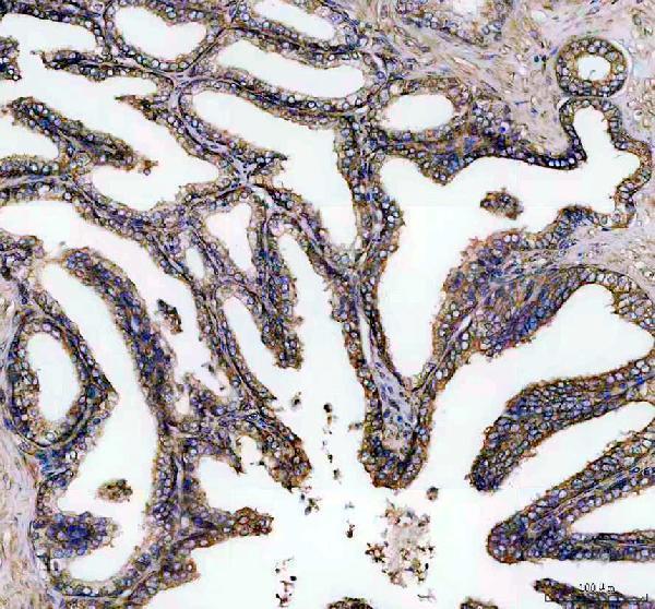 a10613 farsa primary antibodies ihc testing 6