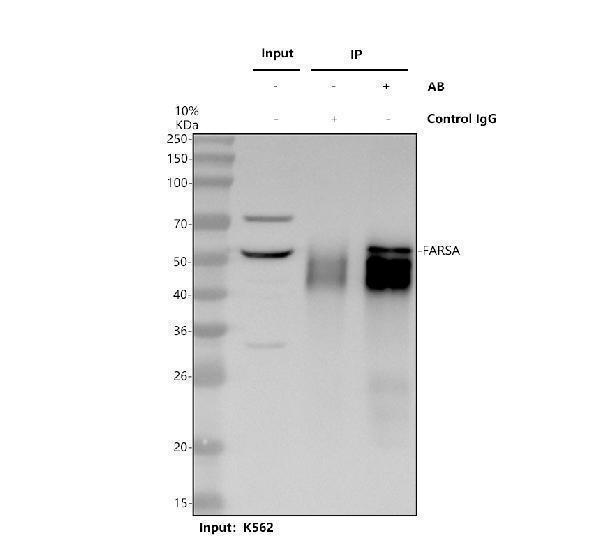a10613 farsa primary antibodies ip testing 1