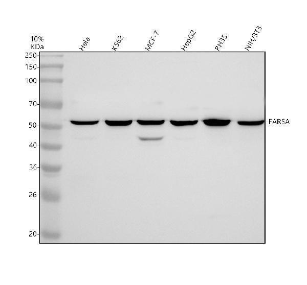 a10613 farsa primary antibodies wb testing 1