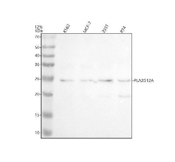 a10619 1 pla2g12a primary antibodies wb testing 1