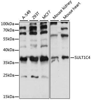 a10623 sult1c4 primary antiboties wb testing 1