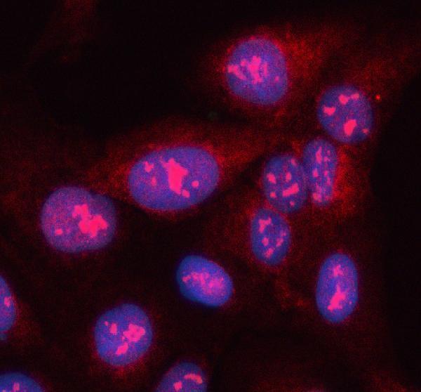 a10624 ston2 primary antibodies if testing 1