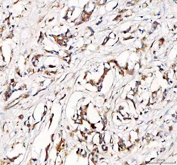 a10624 ston2 primary antibodies ihc testing 1_1