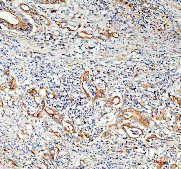 a10624 ston2 primary antibodies ihc testing 2