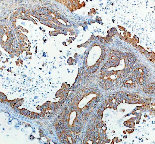 a10624 ston2 primary antibodies ihc testing 3