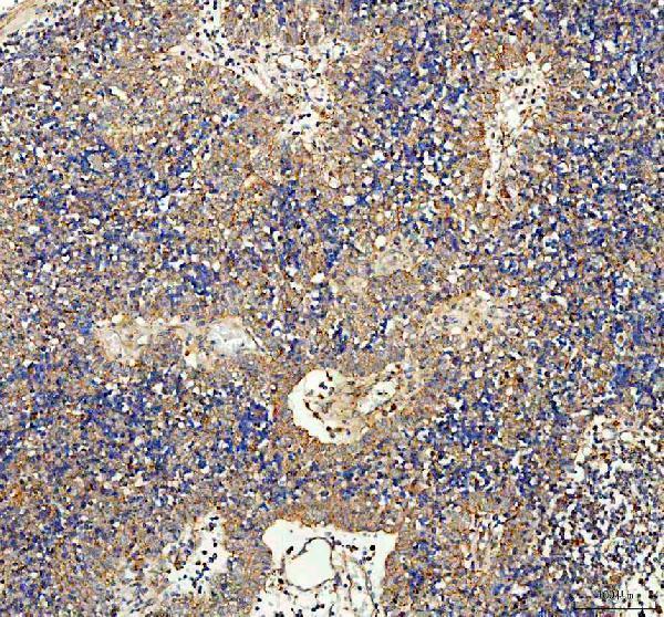 a10624 ston2 primary antibodies ihc testing 4