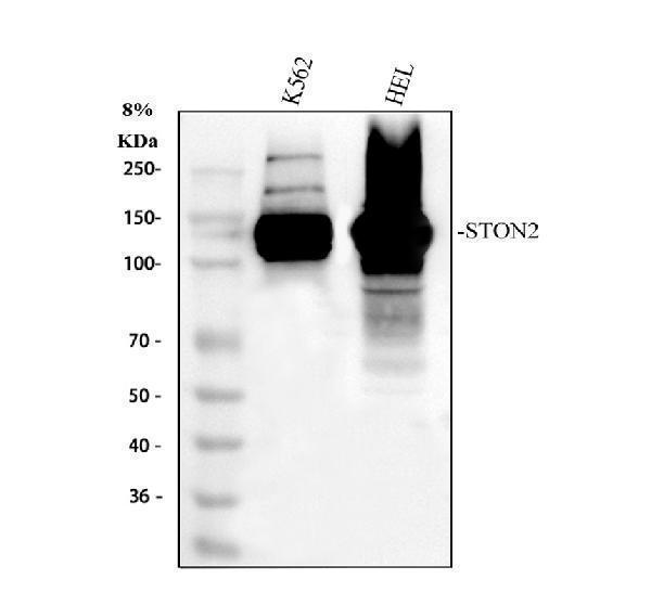 a10624 ston2 primary antibodies wb testing 1_1