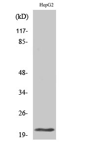 Western Blot (WB) analysis of specific cells using MRP-L41 Polyclonal antibody