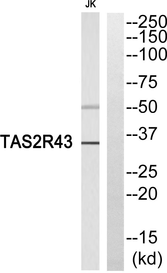 Western blot analysis of TAS2R43 Antibody