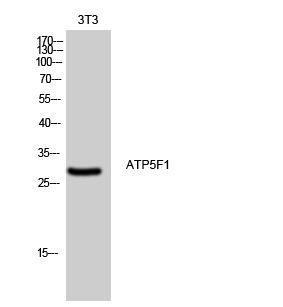 a10633 1 atp5f1 primary antibodies wb testing 1