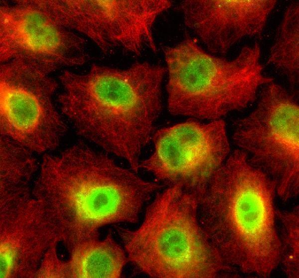 a10635 2 smg8 primary antibodies if testing 1