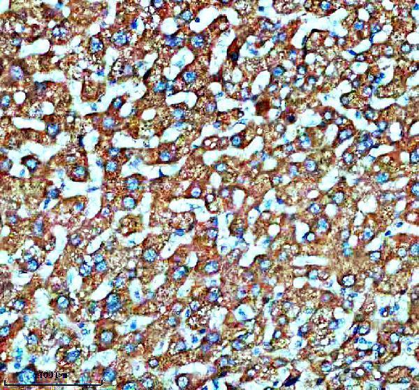 a10635 2 smg8 primary antibodies ihc testing 2