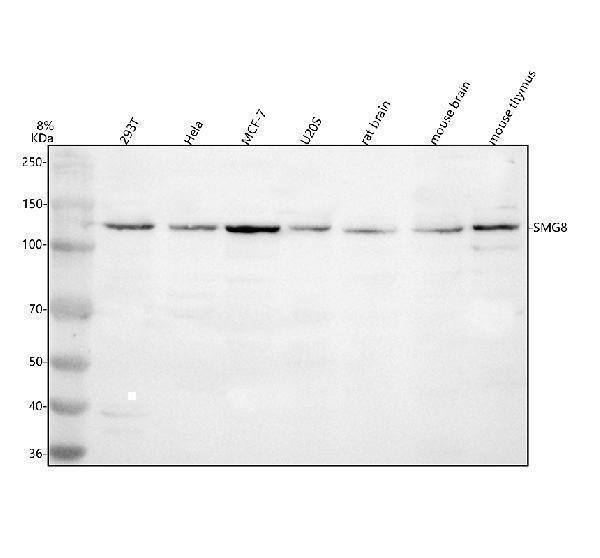 a10635 2 smg8 primary antibodies wb testing 1