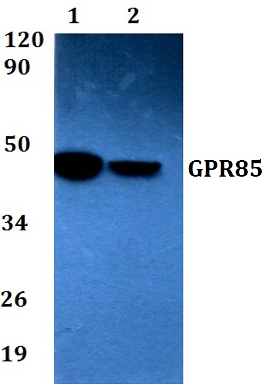 a10636 1 gpr85 primary antiboties wb testing 1