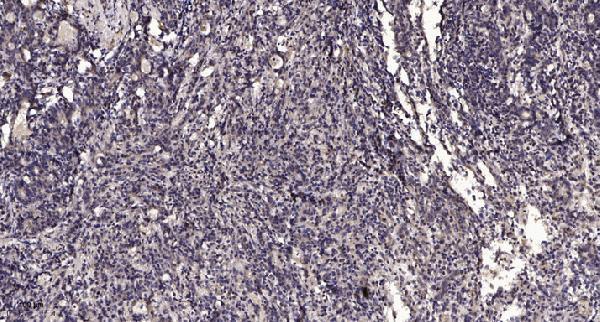 a10637 1 slc17a2 primary antibodies ihc testing 1