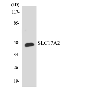 a10637 1 slc17a2 primary antibodies wb testing 3