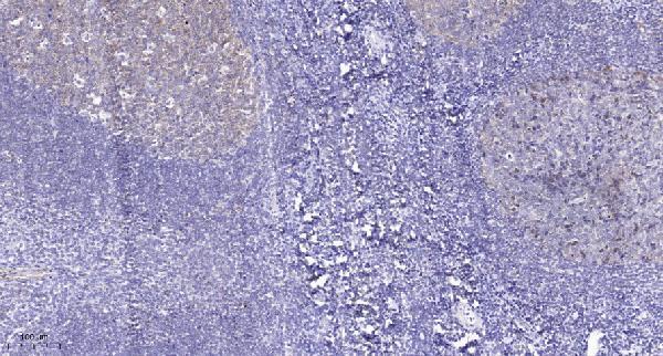 Immunohistochemical analysis of paraffin-embedded human tonsil