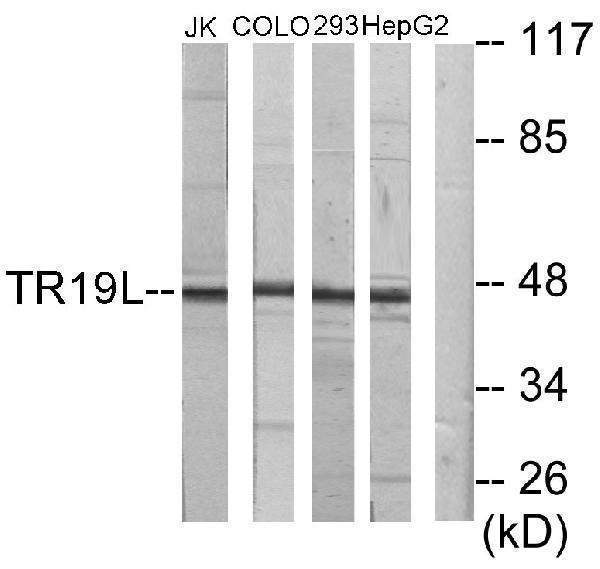 Western blot analysis of lysates from Jurkat, COLO205, 293, and HepG2 cells, using RELT Antibody