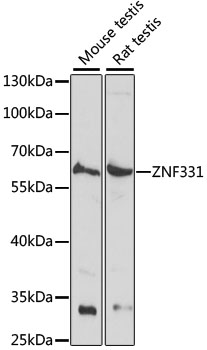 a10640 znf331 primary antiboties wb testing 1