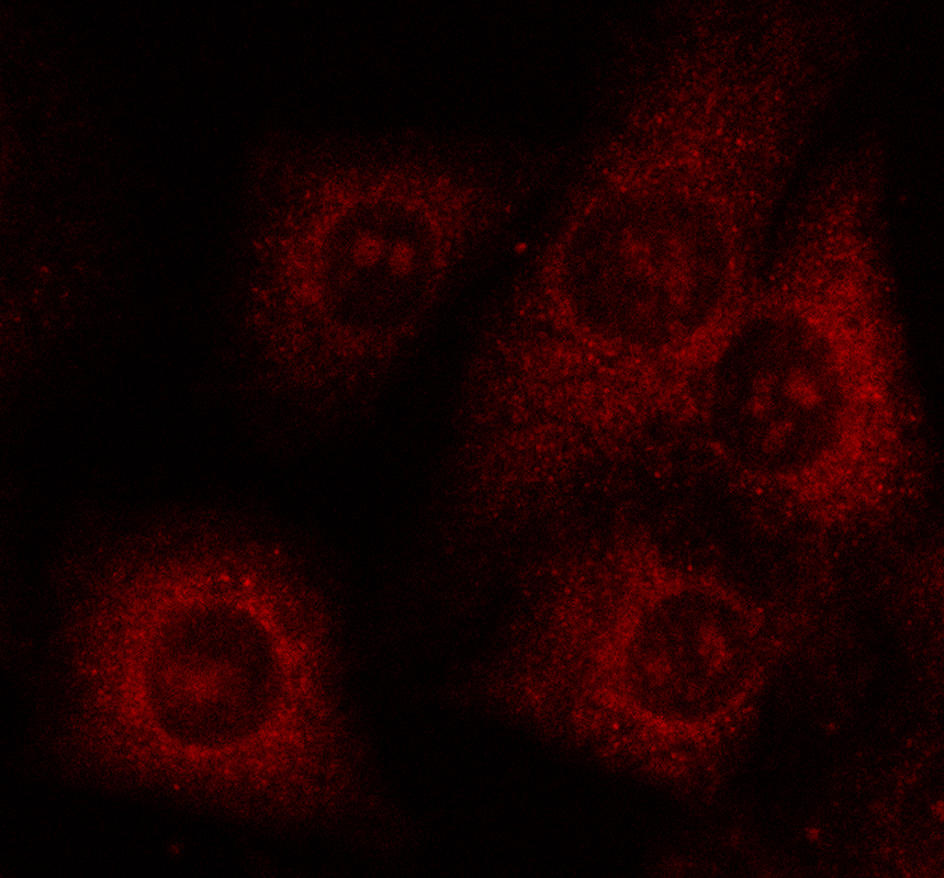 IF analysis of KCMF1 using anti-KCMF1 antibody (A10644-1)