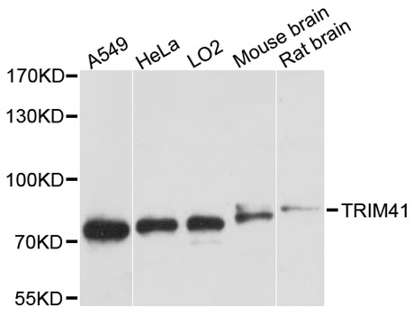 a10645 trim41 primary antiboties wb testing 1