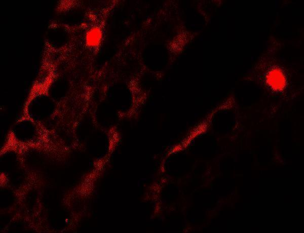 a10646 mterfd2 primary antibodies if testing 3