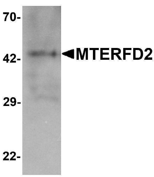 a10646 mterfd2 primary antibodies wb testing 1