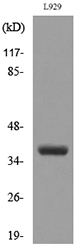 Western blot analysis of lysate from L929 cells, using CD300LG Antibody