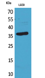 Western Blot analysis of L929 cells using CD300g Polyclonal Antibody