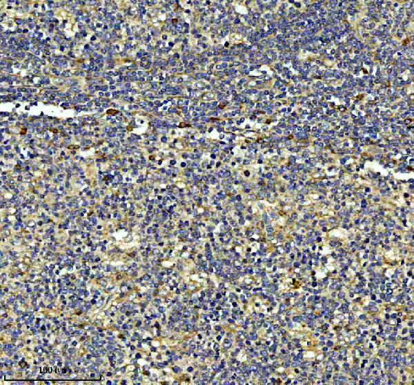 a10654 1 fkbp2 primary antibodies ihc testing 1