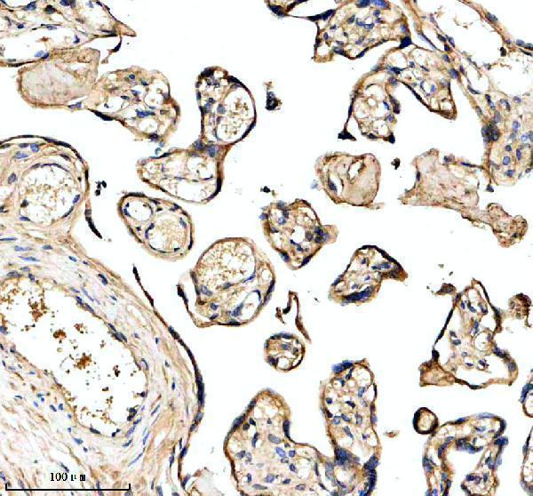a10654 1 fkbp2 primary antibodies ihc testing 2