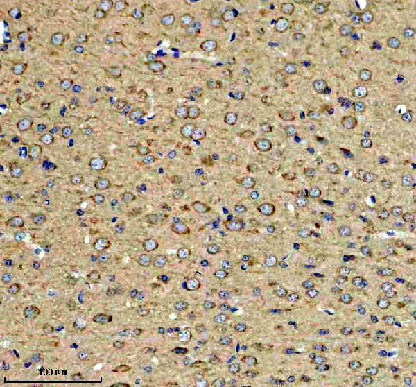 a10654 1 fkbp2 primary antibodies ihc testing 3