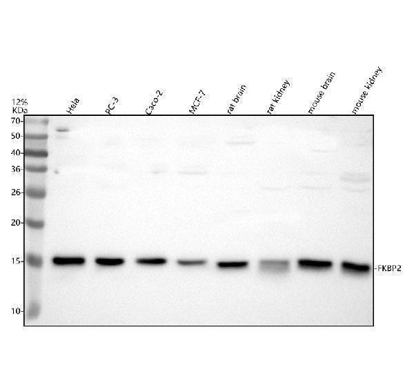 a10654 1 fkbp2 primary antibodies wb testing 1