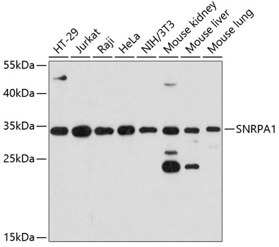 a10655 snrpa1 primary antiboties wb testing 1