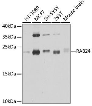Western blot analysis of extracts of various cell lines, using RAB24 antibody  at 1:1000 dilution