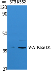 Western Blot analysis of extracts from NIH-3T3, K562 cells, using V-ATPase D1 Polyclonal Antibody