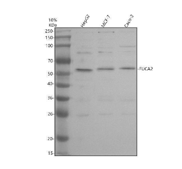 Western blot analysis of FUCA2 using anti-FUCA2 antibody (A10661-2)