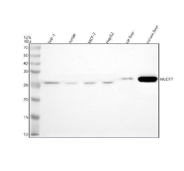 a10663 1 nudt7 primary antibodies wb testing 1